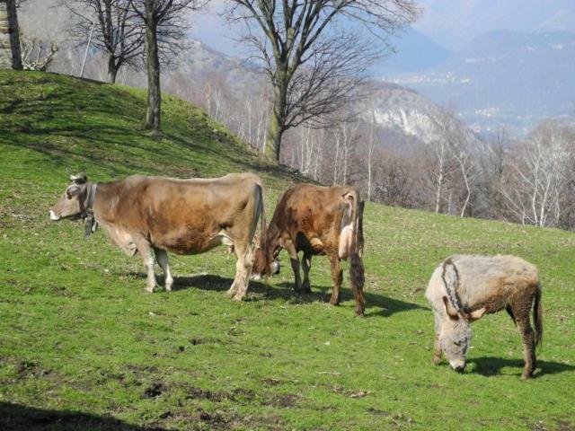 Agriturismo Piccolo Paradiso Pianello Del Lario Kültér fotó