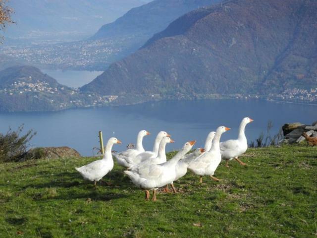 Agriturismo Piccolo Paradiso Pianello Del Lario Kültér fotó