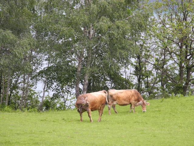 Agriturismo Piccolo Paradiso Pianello Del Lario Kültér fotó